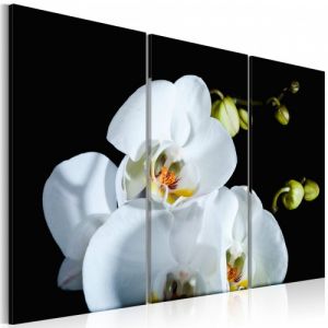 Obraz - Śnieżnobiała orchidea