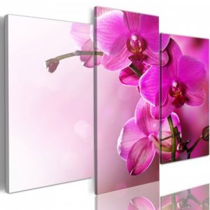 Obraz - Ciemnoróżowa orchidea